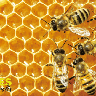 Bee Postcard - 3D